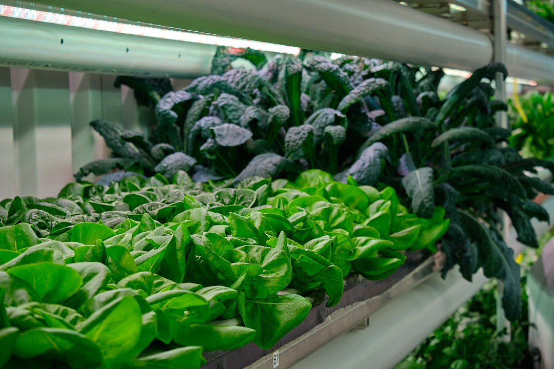 Rows of vibrant green lettuce and dark leafy greens, such as kale, growing in a hydroponic system.